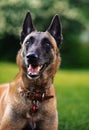 Belgian shepherd dog lying on the green summer grass background. Closeup Royalty Free Stock Photo