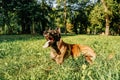 A Belgian shepherd dog is lying in park. Royalty Free Stock Photo