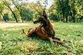 A Belgian shepherd dog is lying in park. Royalty Free Stock Photo