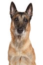 Belgian Shepherd dog Malinois