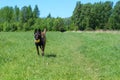 Belgian shepherd dog malinois face