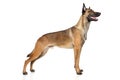 Belgian Shepherd dog Malinois Royalty Free Stock Photo
