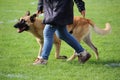 The Belgian Shepherd Dog Malinois walks at the feet of his master during a dog contest