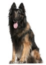 Belgian Shepherd dog or Tervuren panting Royalty Free Stock Photo