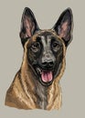 Belgian shepherd dog vector hand drawing color