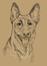 Belgian shepherd dog vector hand drawing vector brown