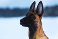 Belgian Shepherd Dog in winter. Snowing background. Winter forest