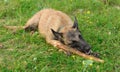 Belgian Shepherd dog with a wooden stick in its mouth is lying on the grass Royalty Free Stock Photo