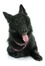 Belgian shepherd Groenendael Royalty Free Stock Photo