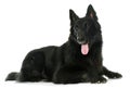 Belgian shepherd Groenendael Royalty Free Stock Photo