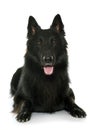 Belgian shepherd Groenendael Royalty Free Stock Photo