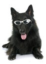 Belgian shepherd Groenendael and glasses Royalty Free Stock Photo