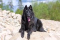 Belgian shepherd groenendael male dog against Rocks Royalty Free Stock Photo