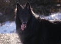 Belgian Shepherd Groenendael Royalty Free Stock Photo