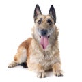 Belgian shepherd laekenois Royalty Free Stock Photo