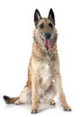 Belgian shepherd laekenois Royalty Free Stock Photo