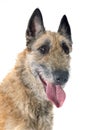 Belgian shepherd laekenois Royalty Free Stock Photo