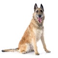Belgian shepherd laekenois Royalty Free Stock Photo