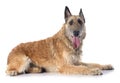 Belgian shepherd laekenois Royalty Free Stock Photo