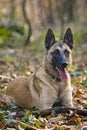 Belgian Shepherd