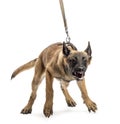 Belgian Shepherd leashed and aggressive