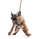 Belgian Shepherd leashed and aggressive