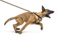 Belgian Shepherd leashed and aggressive