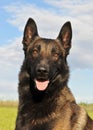 Belgian shepherd malinois Royalty Free Stock Photo