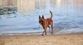 Belgian Shepherd Malinois dog coming out of a river Royalty Free Stock Photo