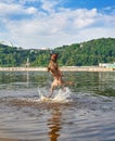 Belgian Shepherd Malinois dog playing and jumping in a river Royalty Free Stock Photo