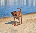 Belgian Shepherd Malinois dog shaking off water on the beach Royalty Free Stock Photo