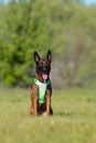 Belgian Shepherd Malinois dog sitting on the green grass. Dog wearing the harness Royalty Free Stock Photo