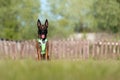 Belgian Shepherd Malinois dog sitting on the green grass. Dog wearing the harness Royalty Free Stock Photo