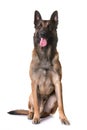 Belgian shepherd malinois