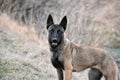 Belgian shepherd Royalty Free Stock Photo