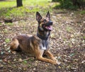 Belgian Shepherd Malinois lies on the green grass Royalty Free Stock Photo