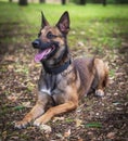 Belgian Shepherd Malinois lies on the green grass in the park Royalty Free Stock Photo
