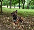 Belgian Shepherd Malinois lies on the green grass in the park and looks forward Royalty Free Stock Photo