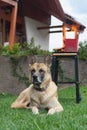 Belgian shepherd malinois lying on green grass next to a burning grill Royalty Free Stock Photo