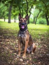 Belgian Shepherd Malinois with open mouth sitting on the green g Royalty Free Stock Photo