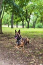 Belgian Shepherd Malinois with open mouth sitting on the green g Royalty Free Stock Photo