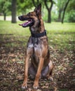 Belgian Shepherd Malinois with open mouth sitting on the green g Royalty Free Stock Photo