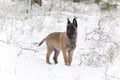 Belgian Shepherd Malinois Royalty Free Stock Photo