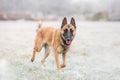 Belgian Shepherd - Malinois, running obedient working dog in cold winter Royalty Free Stock Photo