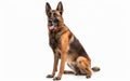 A Belgian Shepherd Malinois sits elegantly isolated on white, showcasing the breed& x27;s dignified composure and focus.