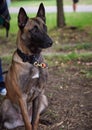 Belgian Shepherd Malinois sitting Royalty Free Stock Photo