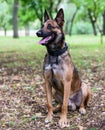 Belgian Shepherd Malinois sitting on the green grass Royalty Free Stock Photo