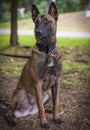 Belgian Shepherd Malinois sitting on the green grass in the par Royalty Free Stock Photo