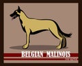Belgian Shepherd Malinois vector dog eps 10