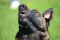 Belgian shepherd with a muzzle in fabric Royalty Free Stock Photo